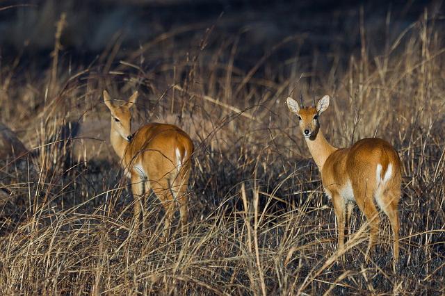 095 Tanzania, N-Serengeti, oribi's.jpg